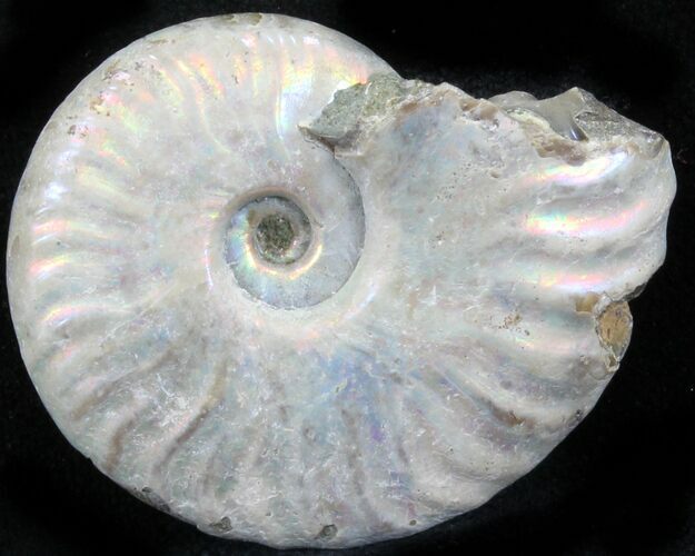 Silver Iridescent Ammonite - Madagascar #29868